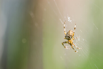 Forest yellow spider crosses in its natural environment 