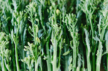 Raw Kale Raab, The Edible Young Green Flowers Of The Kale Plant