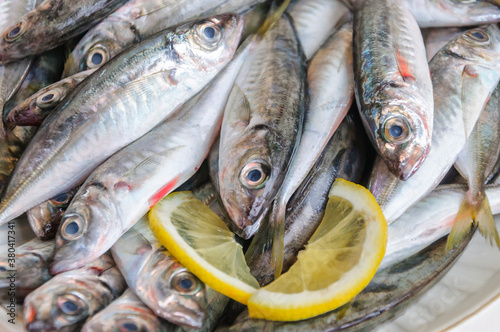 Cuadros en Lienzo Scads freshly caught from the Black Sea.