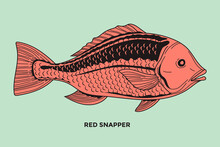 Red Snapper Fish Illustration With Detail Stroke And Line Style