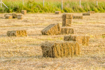 Machine baled hay scattered across the meadow 