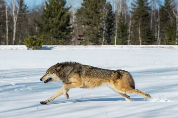 Wall Mural - grey wolf (canis lupus) runs left through snow in field winter
