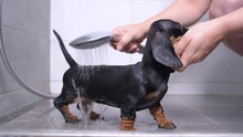 Owner Pours Dirty Dachshund Puppy With Warm Water In Bathroom After Walk. Funny Wet Baby Dog Takes Shower With Pleasure, Leaves Away. Regular Hygiene Procedures For Pets.