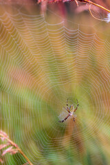 Wall Mural - Spider and web
