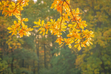 Wall Mural - oak branch with yellow autumn leaves, leaf fall season, autumn mood, forest landscape