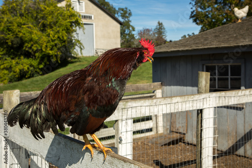 Cuadros en Lienzo A Rhode lsand Red chicken rooster perched on a fence, and crowing, near Hancock, MA