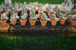 © Jess Craven/Stocksy - Botanical succulent cactus mini plants in terra cotta planters as wedding favors
