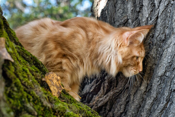 a big red maine coon kitten sitting on a tree in a forest in summer.
