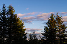 Beautiful View Of The Moon Surrounded By Clouds And Pine Trees