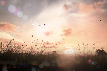Wall Mural - world environment day concept: beautiful meadow and sky autumn sunrise background