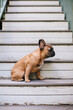 © J Danielle Photography/Stocksy - A brown french bulldog puppy sitting on stairs outside.