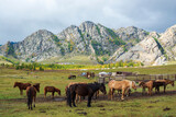 Fototapeta Konie - horses in the mountains