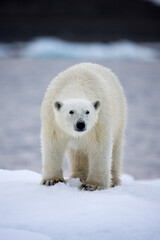 Wall Mural - polar bear on iceberg, svalbard, norway