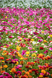 Fototapeta Tulipany - Yellow, Orange, Red, Purple, Pink, and White Ranunculus Flowers Blooming in a Field outside of Amsterdam, Netherlands