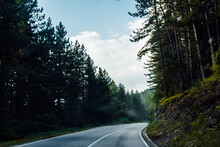 Empty Forest Road Surrounded With Pine Trees