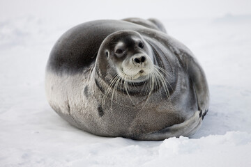Wall Mural - bearded seal on iceberg, svalbard, norway