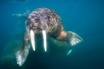 Wall Mural - Underwater Walrus, Svalbard, Norway