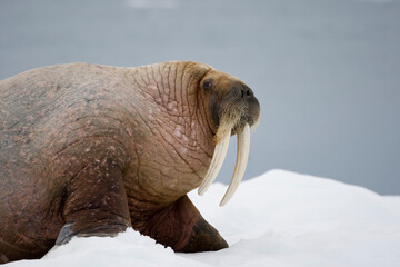 Wall Mural - walrus, svalbard, norway