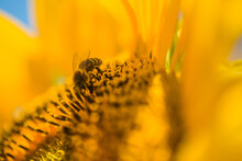 Close Detail Of Sunflowers