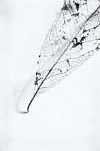 Delicate Remains Of A Leaf, On A Paper Background