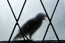 A Bird Perched On A Grilled Window Sill, Silhouette Against Tempered Glass. Myna Bird Visits Home. Concept For A Messenger, Spy, Harbinger Of Dark Omen, Superstition Or Sign Foretelling Something.