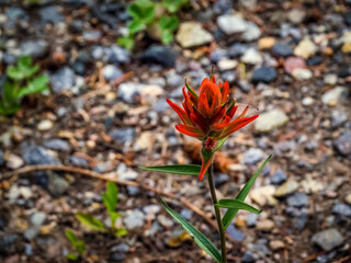 Indian Paintbrush with a dirt-and-gravel background