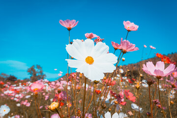 beautiful cosmos flowers are blooming in vintage tones with bright sky background.