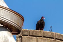 A Big Turkey Vulture (Cathartes Aura) Is Perching On The Roof Of A Silo Made Of Stone Bricks At An Abandoned Farmhouse. There Are Rusty Metal Elements Near Where It Perched.