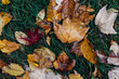 © Gabriel (Gabi) Bucataru/Stocksy - Wet fall leaves in the grass