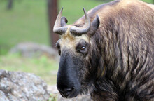 The Takin, Also Called Cattle Chamois Or Gnu Goat, Is A Goat-antelope Found In The Eastern Himalayas And This One In Bhutan.