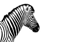 One Zebra White Background Isolated Closeup Side View, Single Zebra Head Profile Portrait, Black And White Art Photography, Striped Animal Pattern, African Wild Nature Monochrome Wallpaper, Copy Space