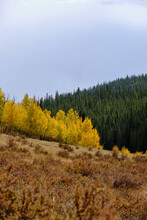 Abstract Vertical Landscape View Of Fall Foliage Aspens In Colorado