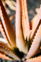 Close Up Of An Exterior Aloe Orange Plant On A Sunny Day