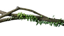 Tropical Rainforest Dragon Scale Fern (Pyrrosia Piloselloides)  Epiphytic Creeping Plant With Round Fleshy Green Leaves Growing On Jungle Liana Vine Plant Isolated On White With Clipping Path.