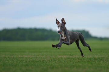 Wall Mural - greyhound dog runs on the lawn. Whippet plays on grass. Active pet