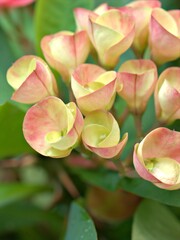 Closeup macro petals of pink Crown of thorns flower plants in garden with green blurred background ,soft focus ,sweet color for card design 