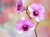 Fototapeta Storczyk - Closeup macro petals purple cooktown orchid ,Dendrobium bigibbum flower with water drops and soft focus on pink blurred background, sweet color for card design