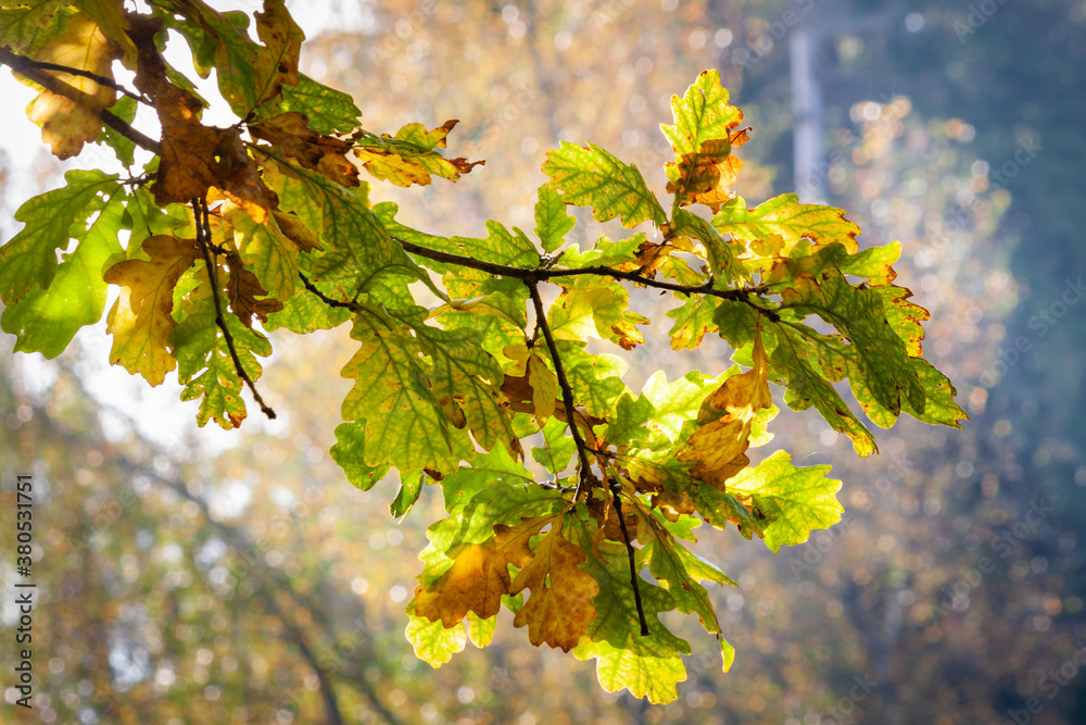 Oak leaves with yellow and orange colors in the autumn forest with a ...