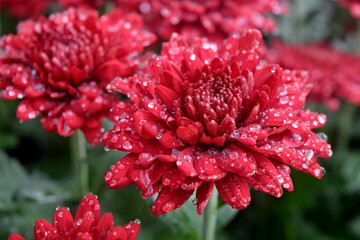 Wall Mural - fresh chrysanthemums with beautiful colors