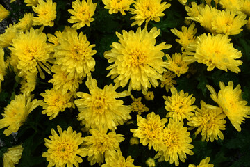 Wall Mural - fresh chrysanthemums with beautiful colors