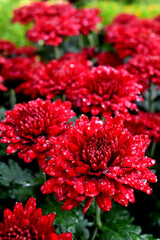 Wall Mural - fresh chrysanthemums with beautiful colors