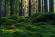 © Magnus - Fresh green moss covering the floor of a fir and pine forest in Sweden