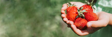 Ripe Strawberries In A Child's Girl Hands On Organic Strawberry Farm, People Picking Strawberries In Summer Season, Harvest Berries. Space For Text. Banner