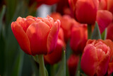 Fototapeta Tulipany - Red tulips