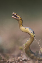 Aggressive Caspian Whipsnake (Dolichophis Caspius) In Attack Position 