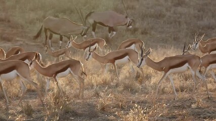 Sticker - Springbok and gemsbok antelopes walking in late afternoon light, Kalahari desert, South Africa