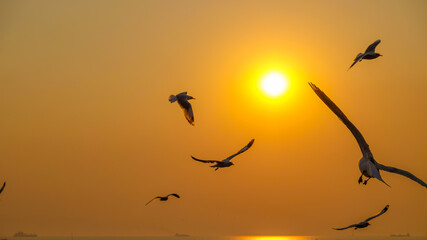 Wall Mural - Seagulls over the sea with sunset at Bang Pu recreation centre, Samut Prakan, Thailand