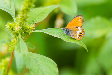 Wall Mural - Side view closeup of a Pearly heath butterfly, Coenonympha arcania, resting in grass