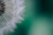 © Adrian Cotiga/Stocksy - Closeup image of a blown dandelion seed