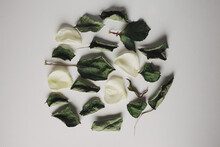 Dried Rose On White Background